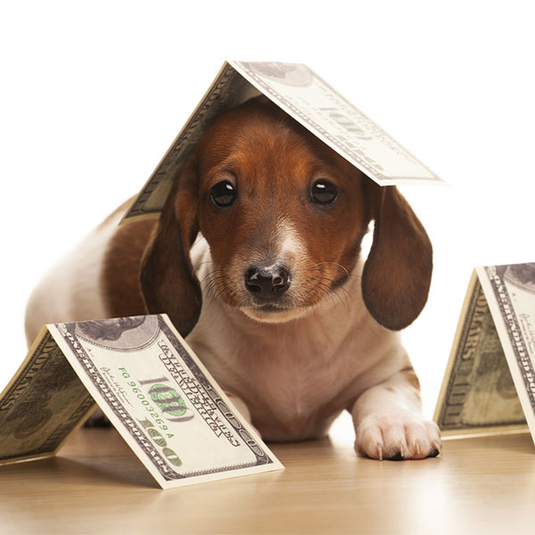 Payment Policy at Johnson and Johnson Mobile Vet Clinic